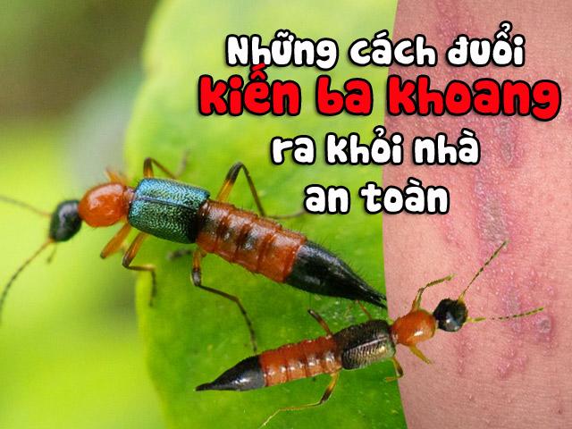 Những cách đuổi kiến ba khoang ra khỏi nhà an toàn mà không cần phun thuốc