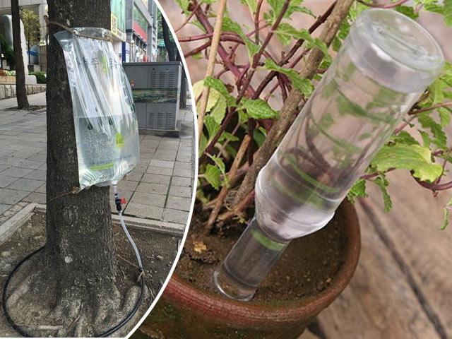 Đi chơi xa tẹt ga không lo cây cảnh chết héo nhờ 5 mẹo tự tưới cây cực hay