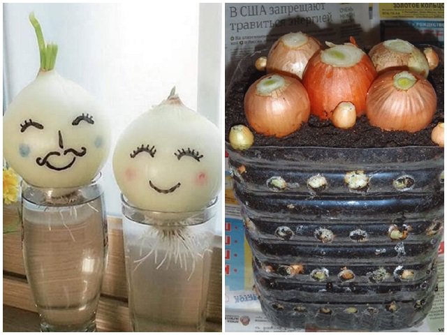 Cách trồng hành tây đơn giản ngay tại nhà, 4 tuần sau mang nấu ăn không hết