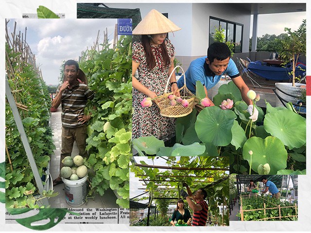 Bố Sài Gòn biến sân thượng thành vườn rau, ăn không hết phải nài nỉ hàng xóm sang lấy về