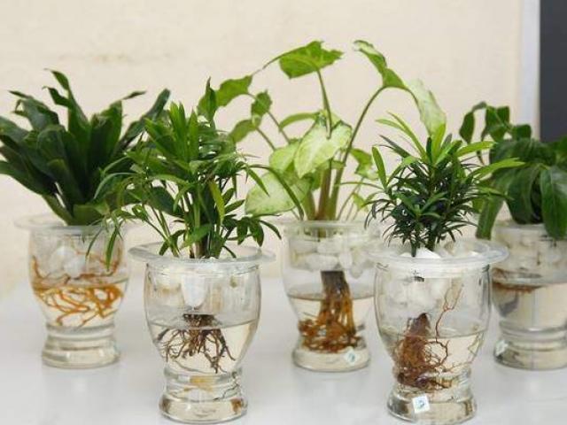 Loại cây phong thuỷ chỉ cần có nước là sống, dân văn phòng chưa có phải mua ngay