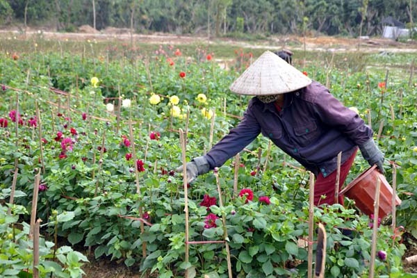 Hoa Thược Dược - Ý nghĩa, cách trồng và chăm sóc hoa nở vào dịp Tết - 4