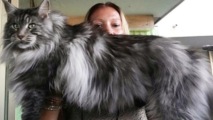 Mèo Maine Coon: Đặc điểm, cách nuôi và chăm sóc, giá bán - 3