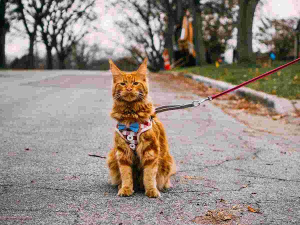 Mèo Maine Coon: Đặc điểm, cách nuôi và chăm sóc, giá bán - 7