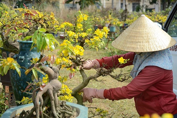 Cách chăm sóc Mai sau Tết như thế nào để lâu tàn mà vẫn ra nhiều bông - 3