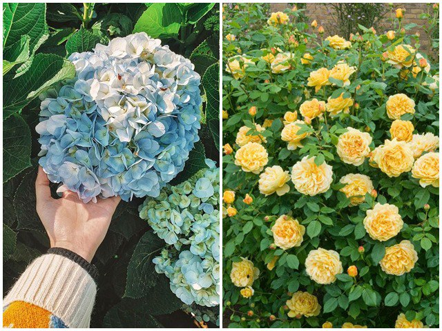5 loại hoa tượng trưng cho sự chia ly, rất đẹp nhưng Tết không nên để trong nhà