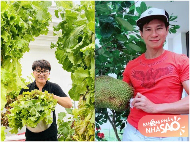 Sao nam Việt biến sân thượng thành vườn trồng rau xanh, không phải mất tiền đi mua